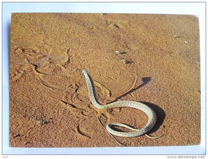 CPSM - Arabie Saoudite - Saudi Arabia - Moila Snake (Malpolon moilensis)