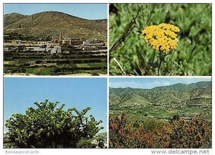 saudi arabia, ASIR, Multiview, Flower, Plants (1970s)