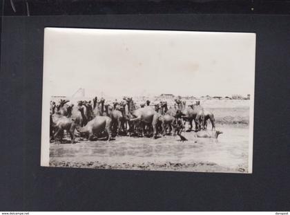 Saudi Arabia Original Photo Camels bathing in Crude Oil Jeddah (?) 1950s