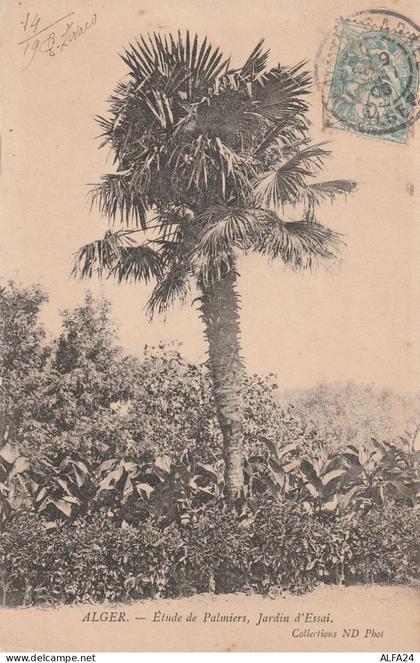 CARTOLINA ALGER ALGERIA (V_3642