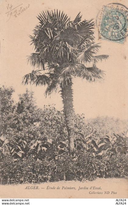 CARTOLINA ALGER ALGERIA (V_3642