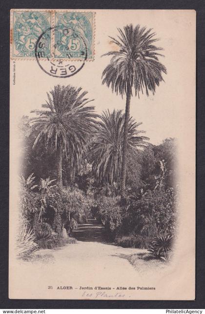 Vintage postcard Algiers Algeria Botanical Garden Palm Tree Alley 1904