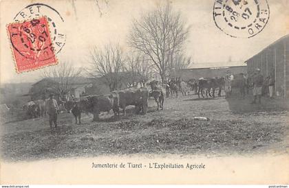 Algérie - Jumenterie de Tiaret - L'exploitation agricole - Ed. inconnu