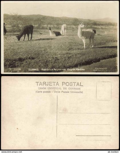 .Argentinen .Argentina LLAMAS. República Argentina. Region Andina 1930