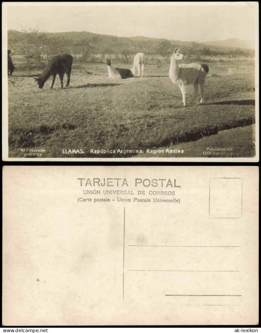 .Argentinen .Argentina LLAMAS. República Argentina. Region Andina 1930