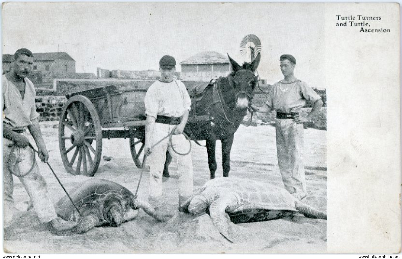 Ascension Turtle Turners and Turtle