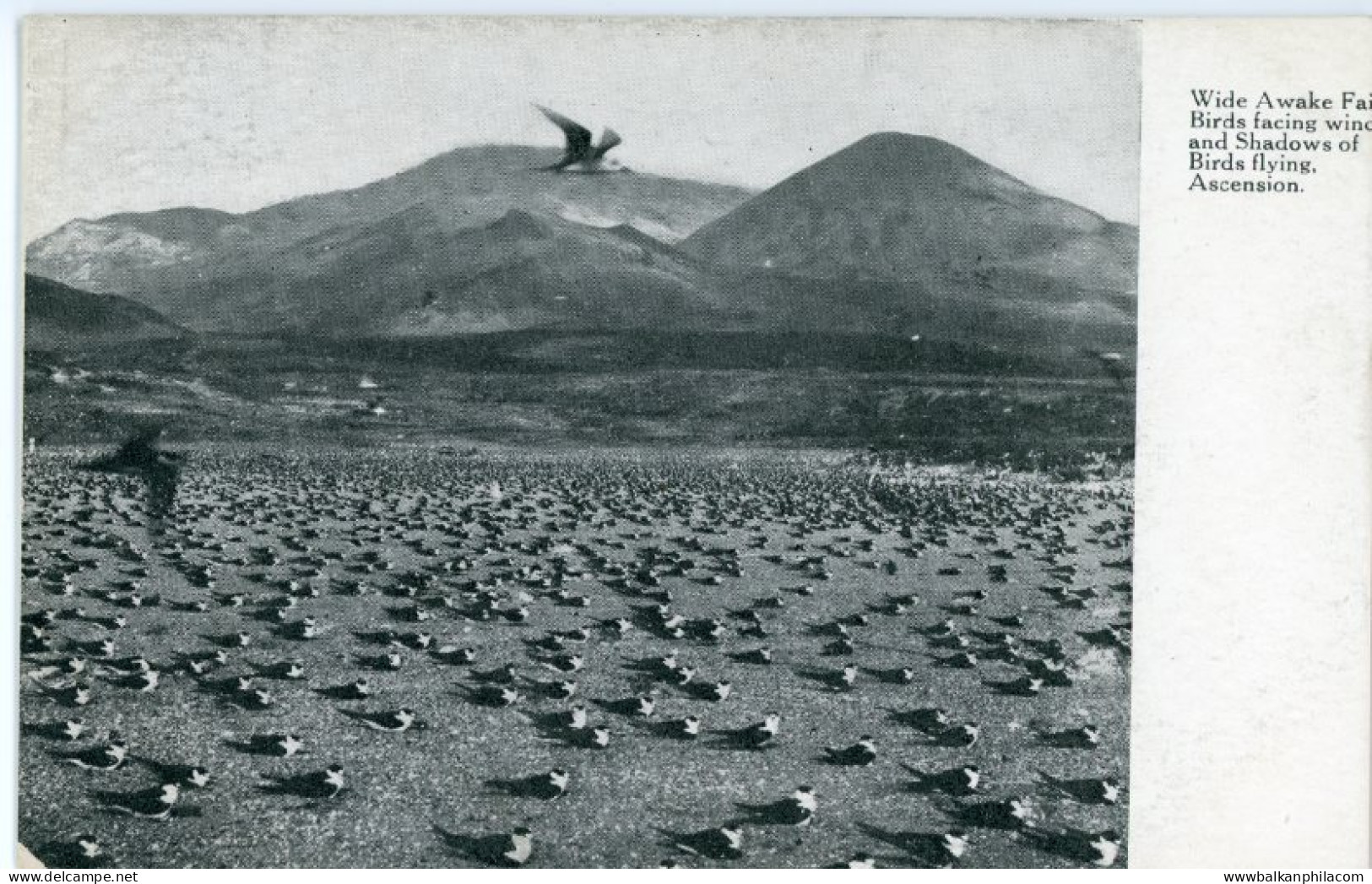 Ascension Wideawake Sooty Tern Birds