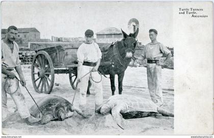Ascension Turtle Turners and Turtle