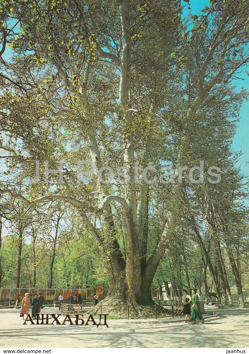 Ashgabat - Ashkhabad - Plane Tree in Firyuza settlement - 1984 - Turkmenistan - unused