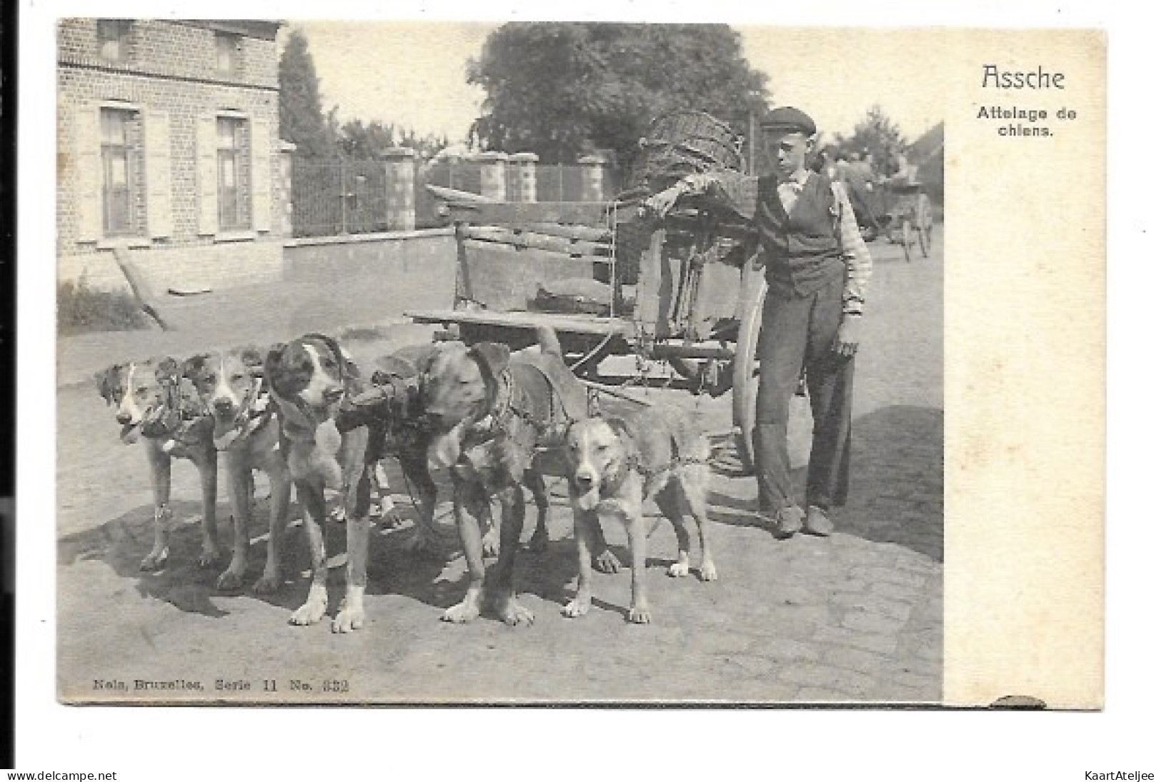Asse - Attelage de chiens.