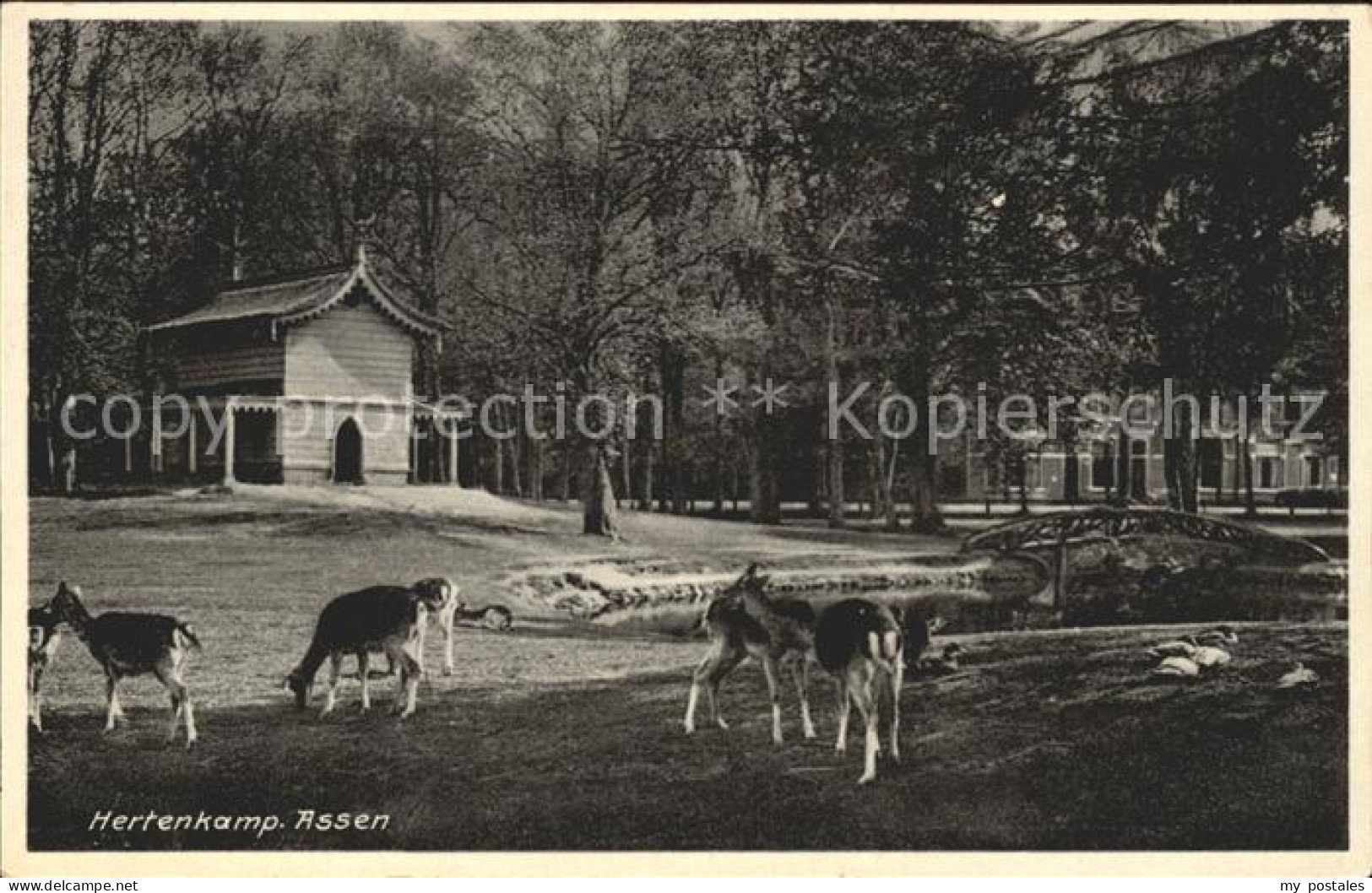 Assen Hertenkamp Wildgehege