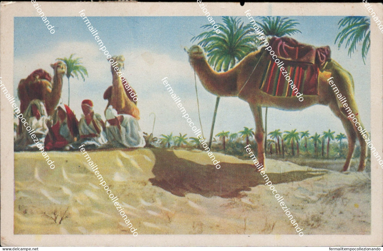 au540 cartolina libia la preghiera ad allah nell'oasi libia