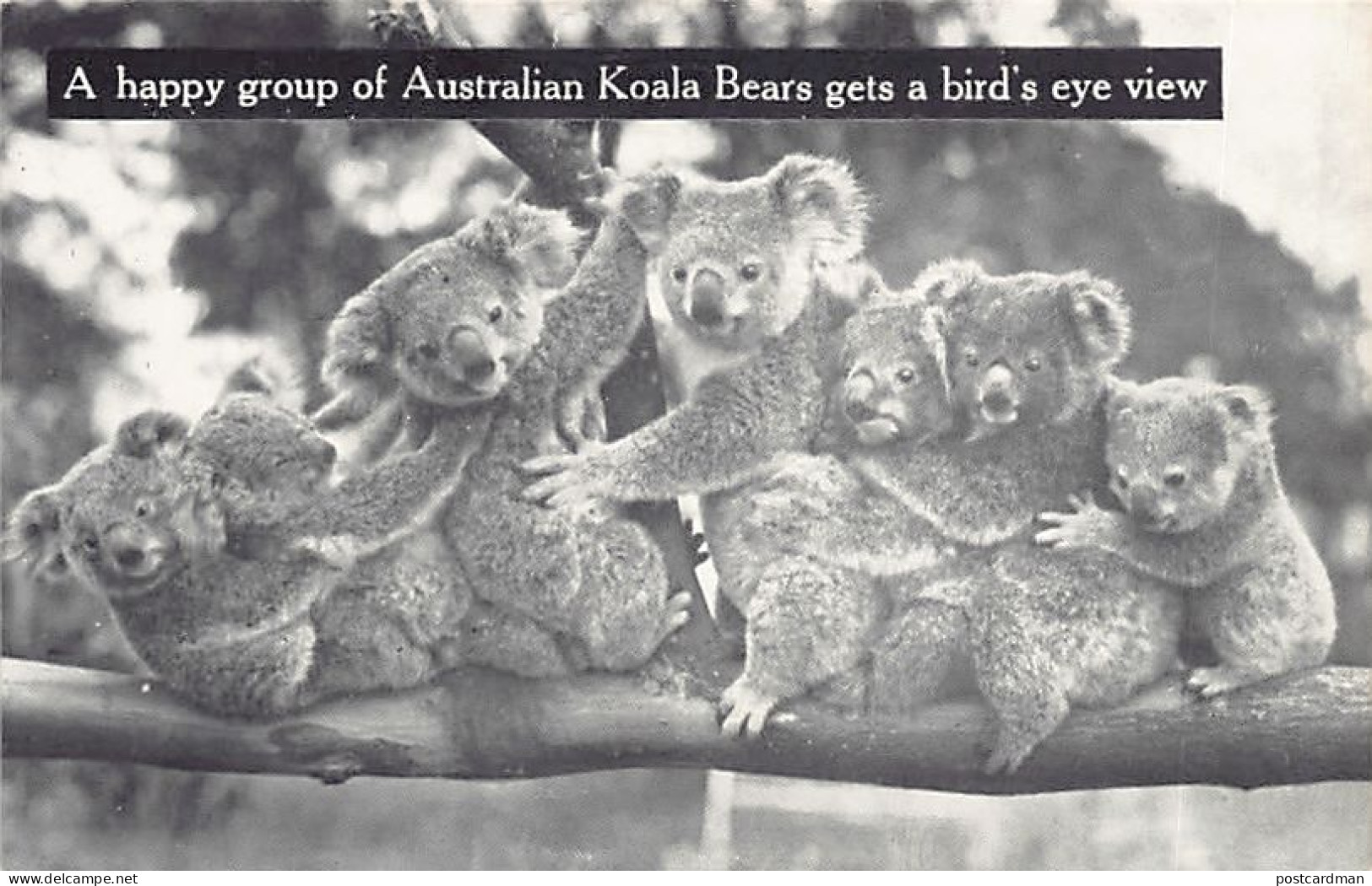 Australia - A happy group of Australia Koala Bears gets a bird's eye view - Publ. Temperley Industries