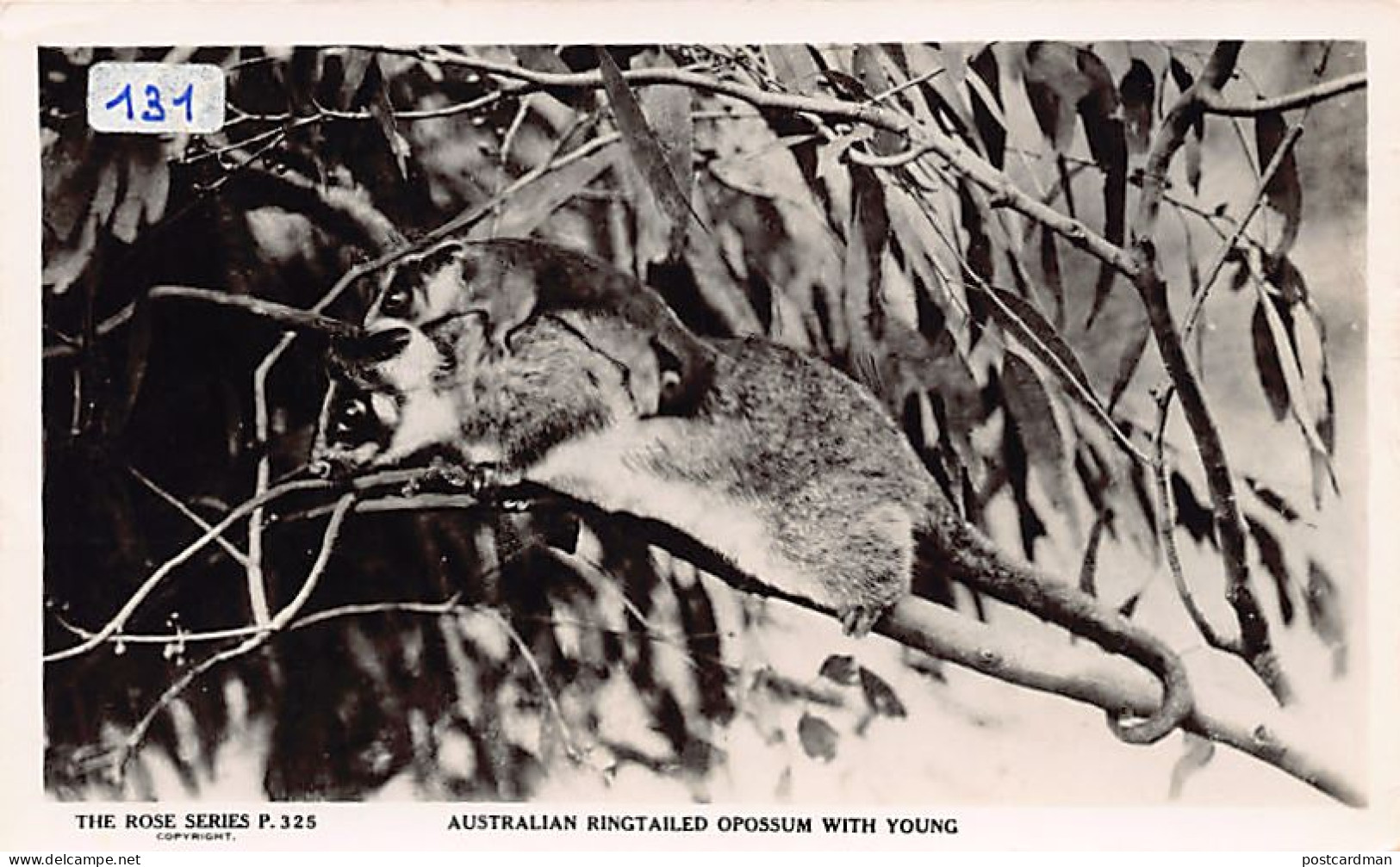 Australia - Australian ringtailed opossum with young - REAL PHOTO - Publ. The Rose Series 325