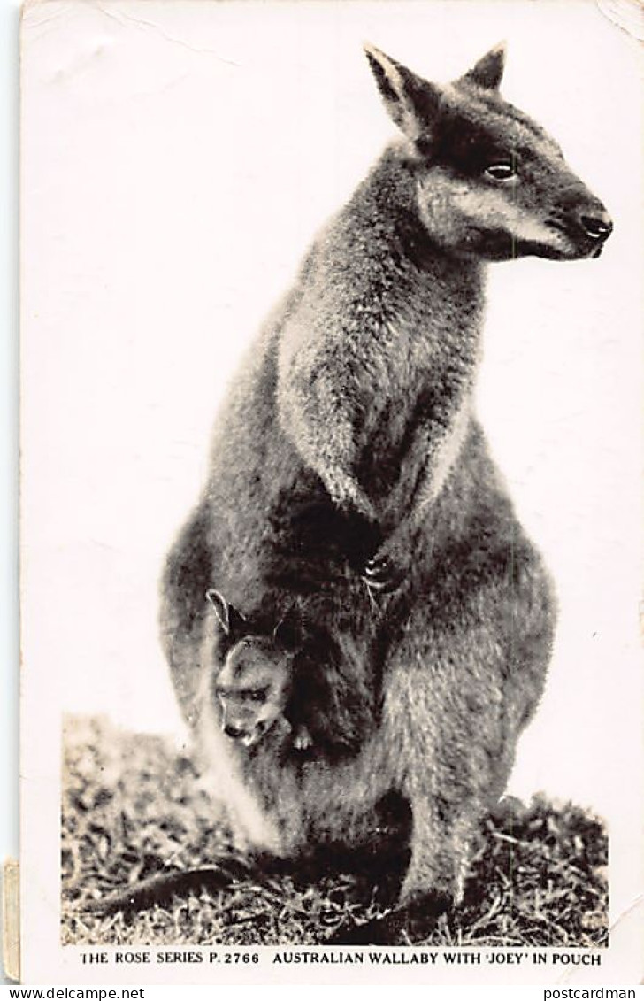 Australia - Australian wallaby with Joey in pouch - REAL PHOTO - Publ. The Rose Series 2766