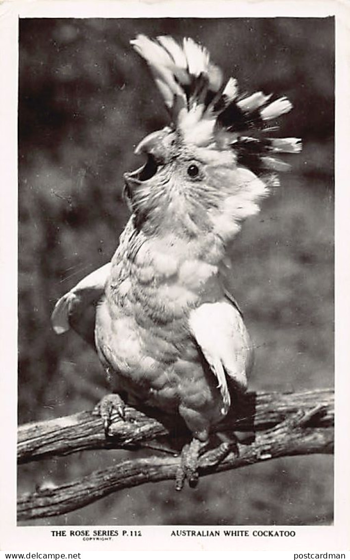 Australia - Australian white cockatoo - REAL PHOTO - Publ. The Rose Series 112