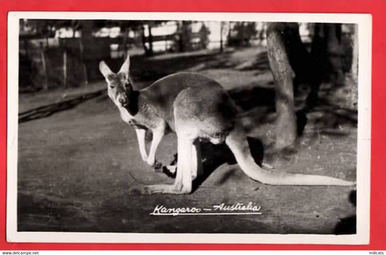 AUSTRALIA     KANGAROO    MOWBRAY SERIES RP