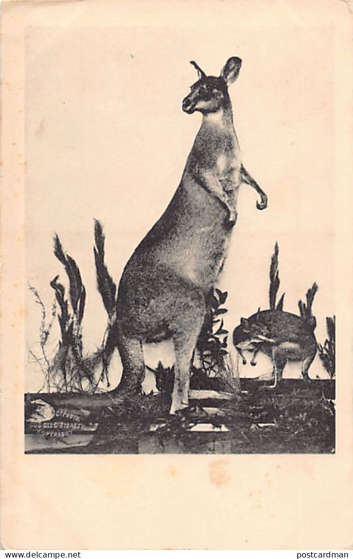 Australia - Kangaroo - Publ. Kerry & Co.