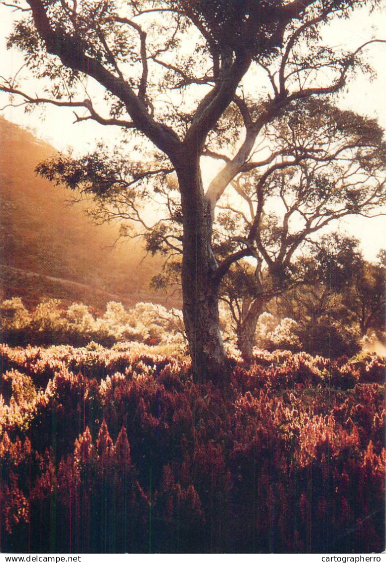 Australia South Flinders Ranges