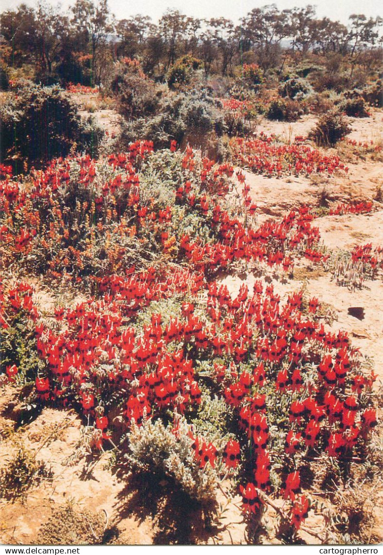 Australia spring in the ranges Flinders Ranges
