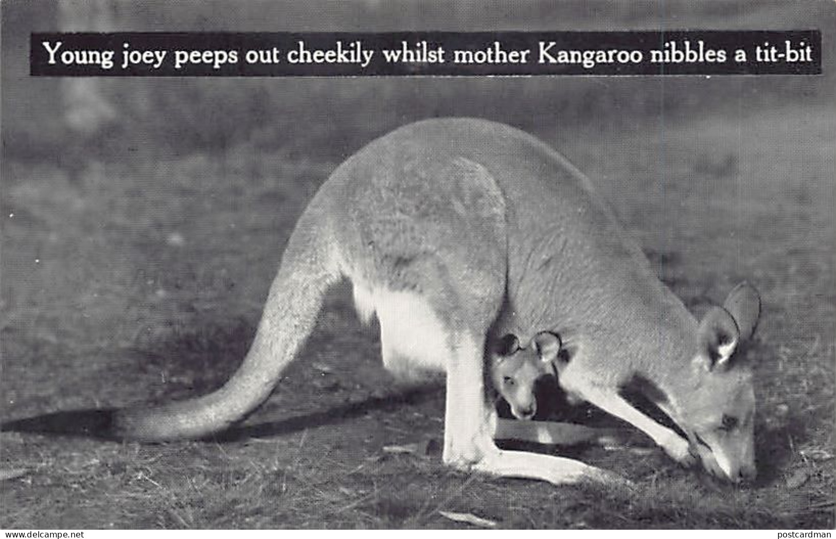 Australia - Young joey peeps out cheekily whilst mother Kangaroo nibbles a ti-bit - Publ. Temperley Industries