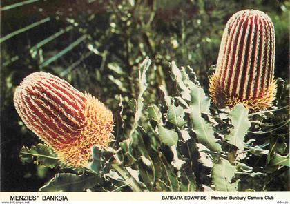 Carte Postale - Australie - Bunbury - Menzies' Banksia - Fleurs - CPM - Voir Scans Recto-Verso - Poscard - Carta Postal
