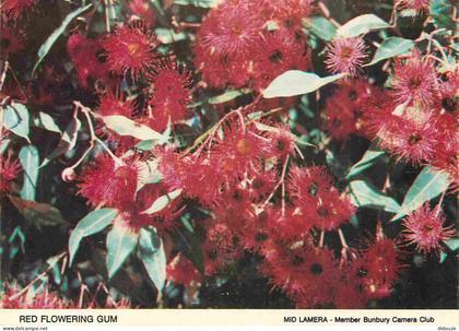 Carte Postale - Australie - Bunbury - Red Flowering Gum Mid Lamera - Fleurs - CPM - Voir Scans Recto-Verso - Poscard - C