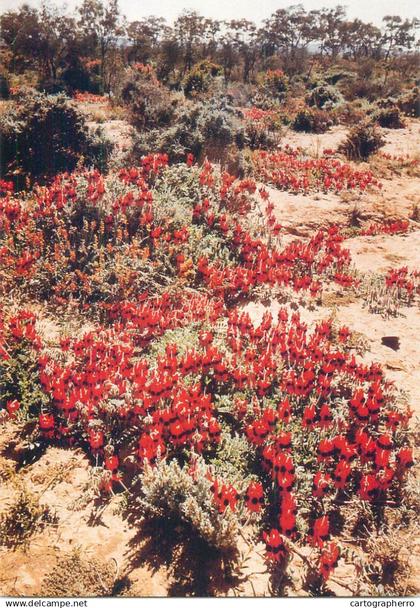 Australia spring in the ranges Flinders Ranges