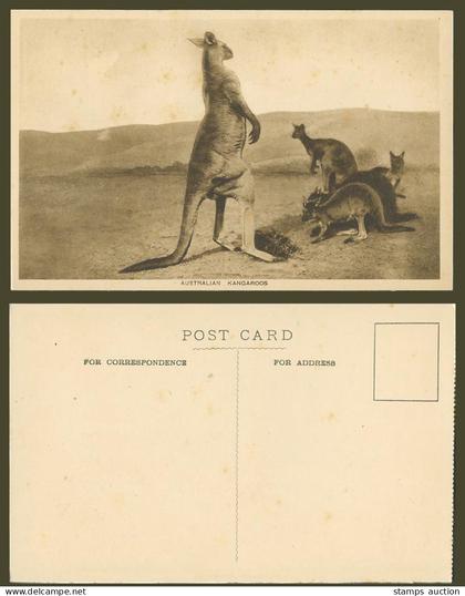 Australian Kangaroos, A Group of Native Australia Kangaroo Animals Old Postcard