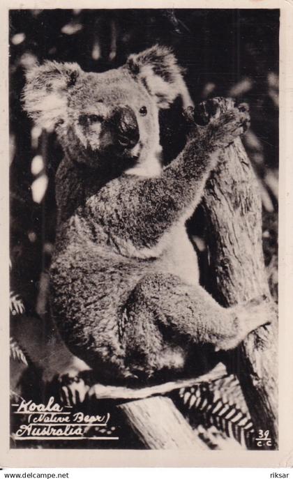 AUSTRALIE(KOALA)