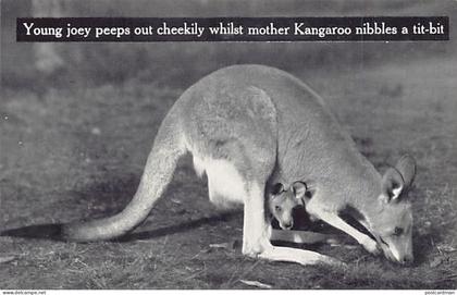 Australia - Young joey peeps out cheekily whilst mother Kangaroo nibbles a ti-bit - Publ. Temperley Industries