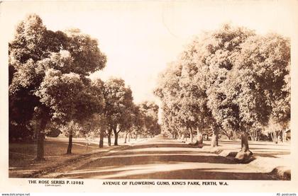 B401 Australia Avenue of Flowering Gums King's Park Perth WA RPPC postcard
