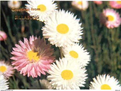Carte Postale - Australie - Billabong - Western Australian Wildflowers - Everlastings - Helipterum Roseum - Fleurs - CPM