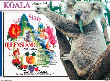 Australie - Sunshine Coast - The koala is a marsupial mammal which grows a length of about 75cm  and eats 1kg of eucalyp