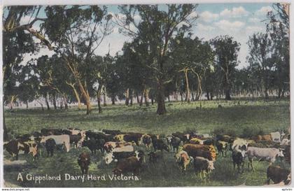 A Gippsland Dairy Herd Victoria Australia Vintage Postcard Troupeau de vaches Australie