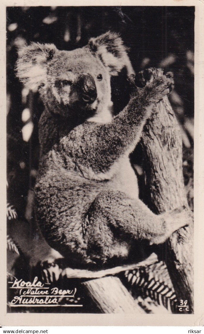 AUSTRALIE(KOALA)