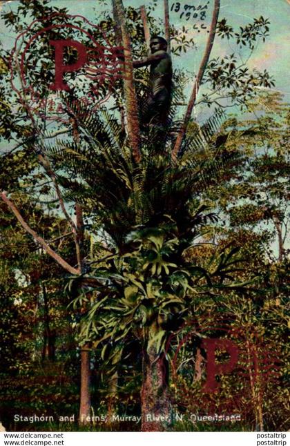 AUSTRALIA. STAGHORN AND FERNS, MURRAY RIVER, N. QUEENSLAND