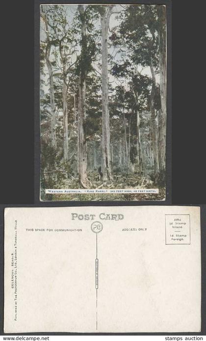 Western Australia Old Postcard King Karri, 242 feet High, 40 Feet Girth Trees WA