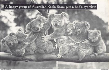 Australia - A happy group of Australia Koala Bears gets a bird's eye view - Publ. Temperley Industries