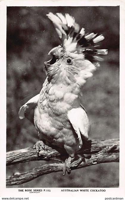 Australia - Australian white cockatoo - REAL PHOTO - Publ. The Rose Series 112