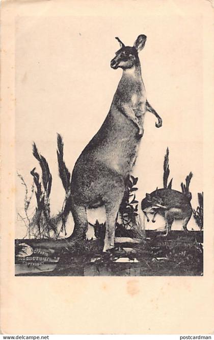 Australia - Kangaroo - Publ. Kerry & Co.