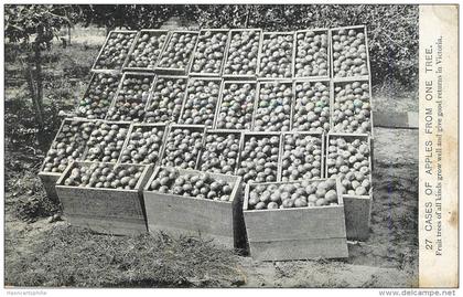 Victoria : cases of apples from one tree