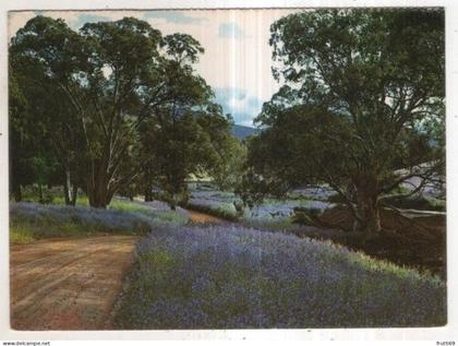 AK 256660 AUSTRALIA - Flinders Ranges - Flowering Salvation Jane