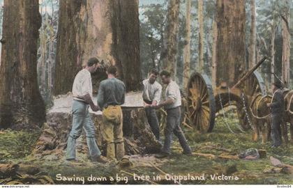 CPA-AUSTRALIE-AUSTRALIA-GIPPSLAND-Sawing down a big tree