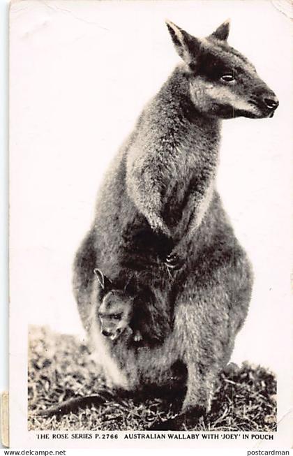 Australia - Australian wallaby with Joey in pouch - REAL PHOTO - Publ. The Rose Series 2766