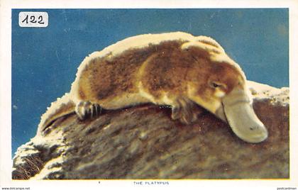 Australia - The duck-billed platypus - Publ. Nucolorvue Productions 47