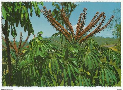 Umbrella Tree Flower Australia, Vintage PC, Tropical Plant, North QLD