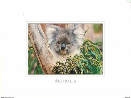 Carte Postale - Australie - Koala - Animaux - CPM - Voir Scans Recto-Verso - Poscard - Carta Postal -  Postkarte
