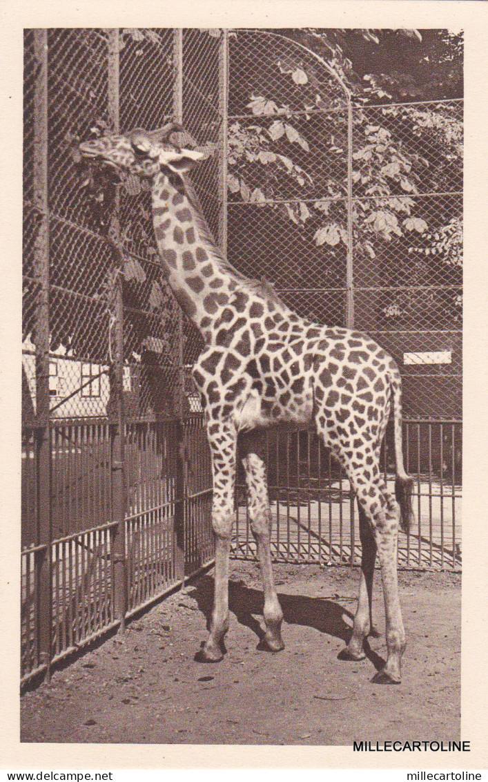 AUSTRIA - Wien - Schonbrunn - Tiergarten - Tschad Giraffe