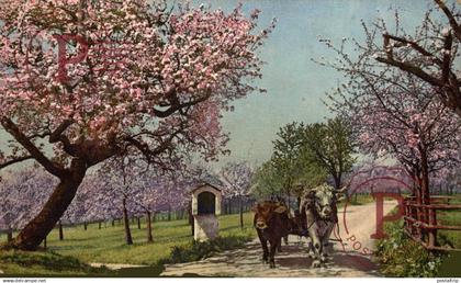 AUSTRIA. SIN IDENTIFICAR. VACA. COW. VACHE